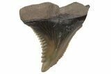 Snaggletooth Shark (Hemipristis) Tooth - South Carolina #211674-1